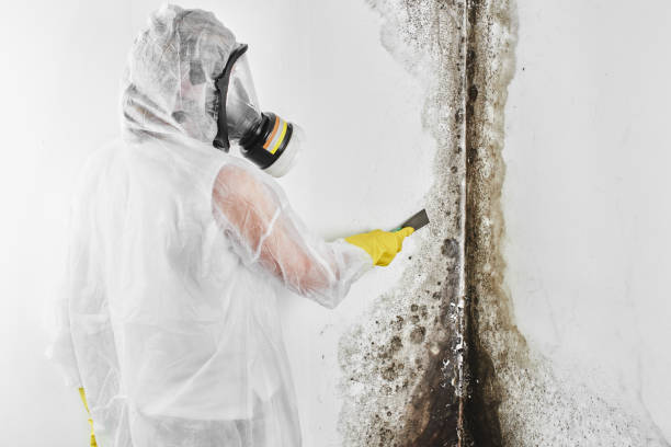 Best Post-Flood Mold Remediation in Swoyersville, PA